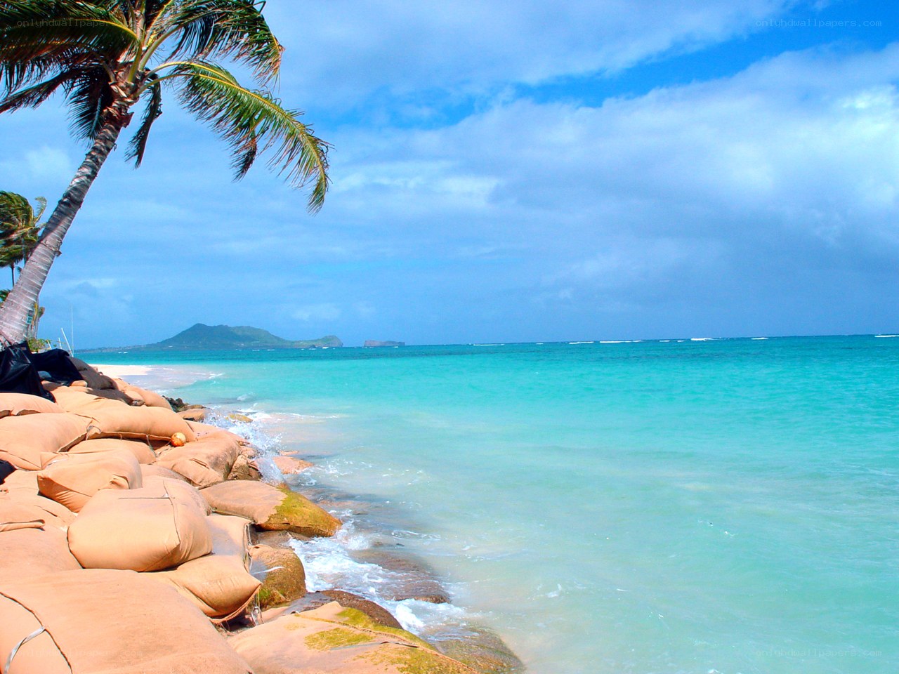 Palm tree on tropical beach