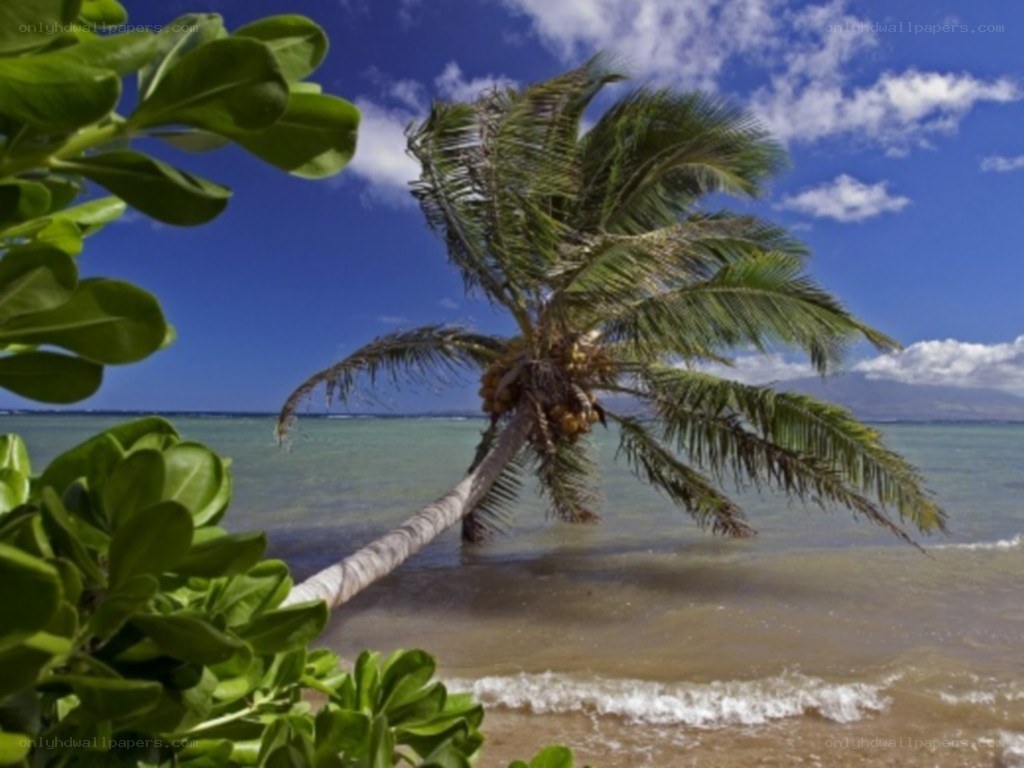 Palm tree on tropical beach