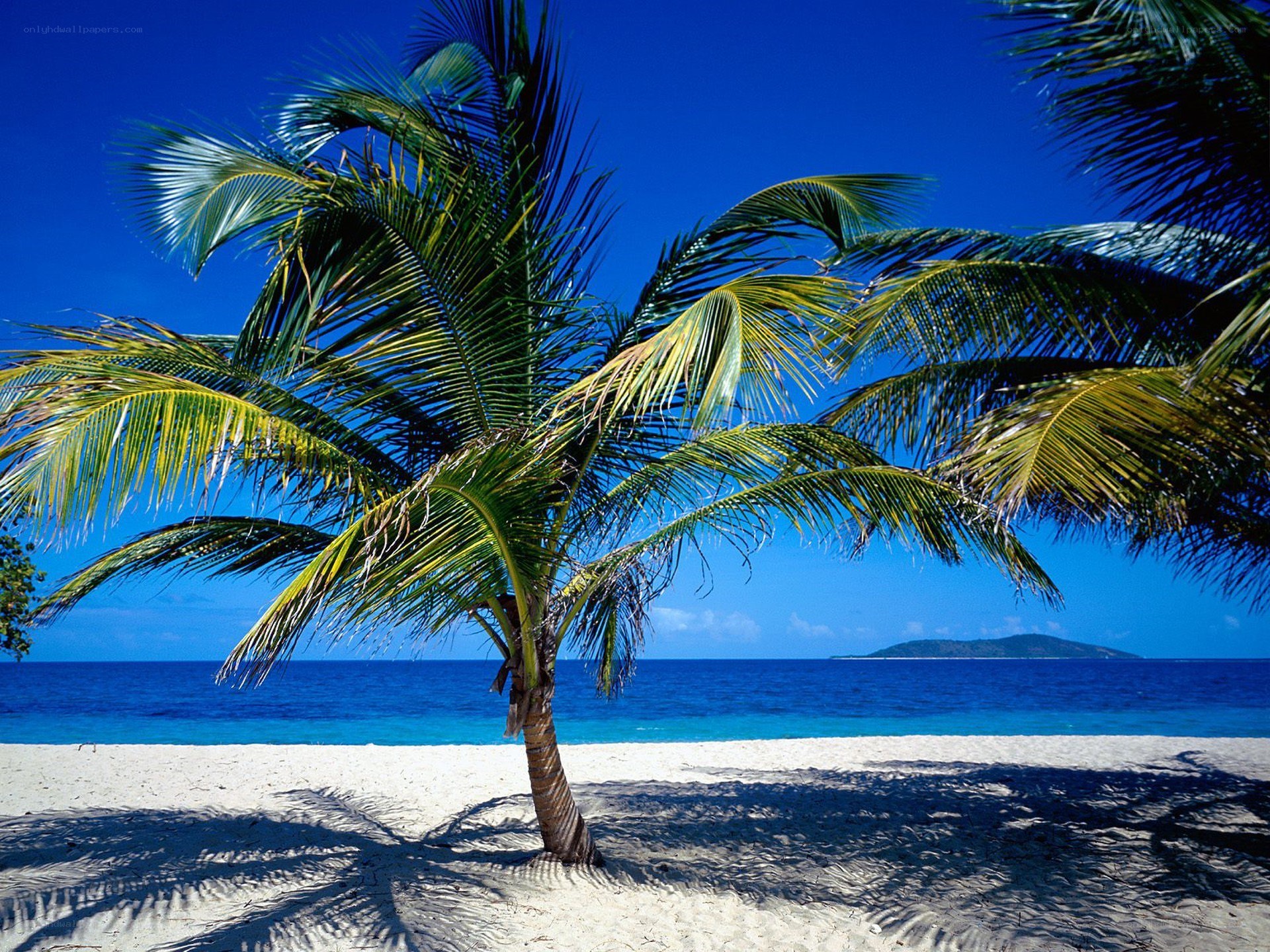 Palm tree on tropical beach