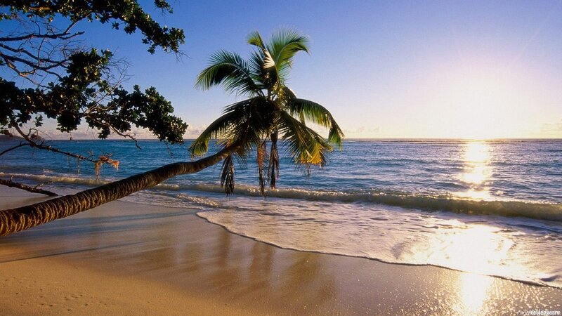 Palm tree on tropical beach at sunset
