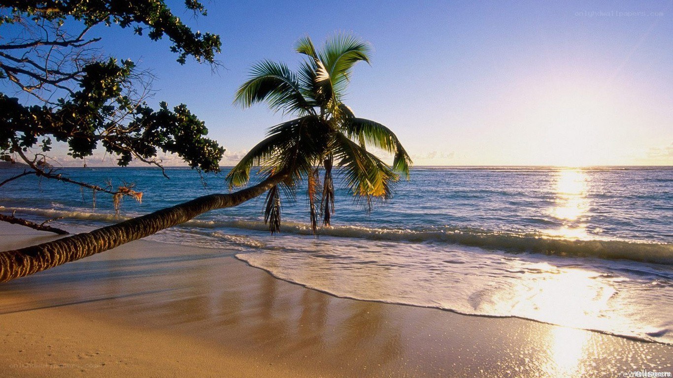 Palm tree on tropical beach at sunset