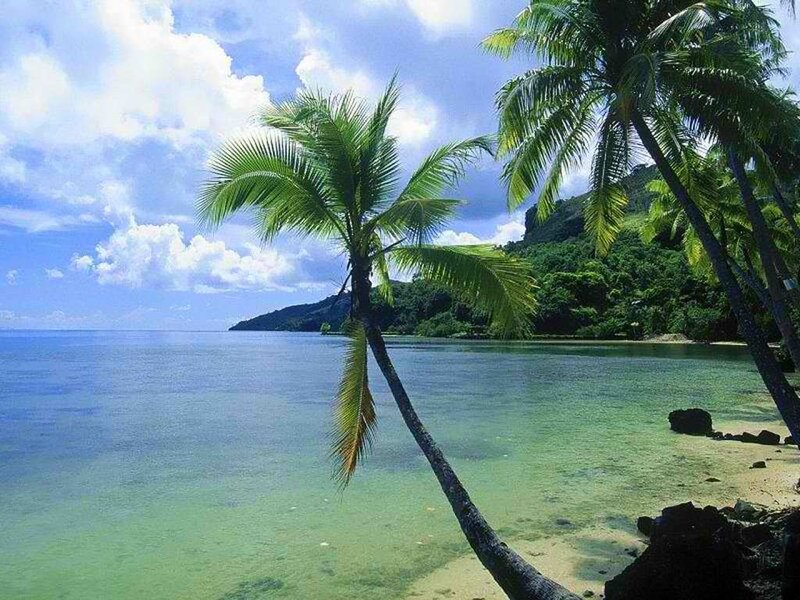 Palm Tree on Tropical Beach — Blue, Serene, Afternoon, Photograph, Ocean, Mountain, Sky