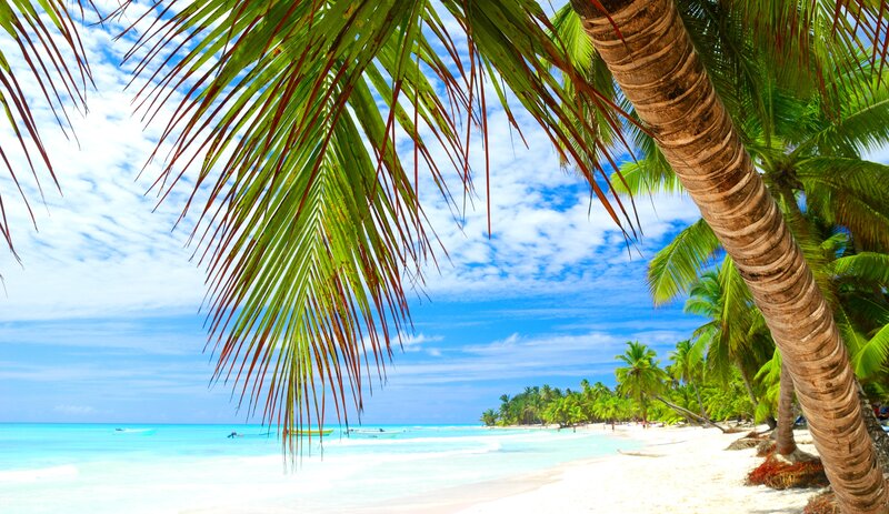 Palm Tree on Tropical Beach — Blue, Serene, Afternoon, Photograph, Ocean, Sky