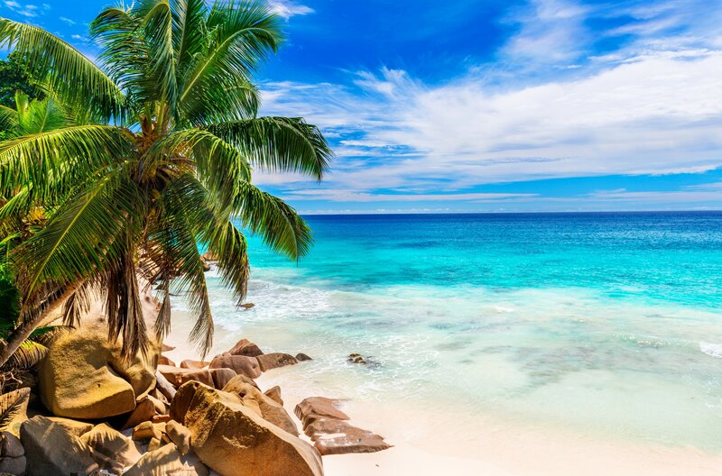 Palm Tree on Tropical Beach — Blue, Serene, Afternoon, Photograph, Ocean