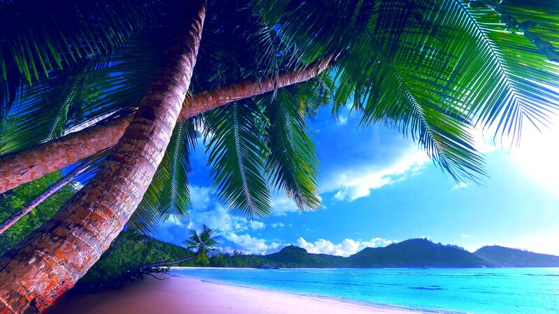 Palm Tree on Tropical Beach — Blue, Serene, Afternoon