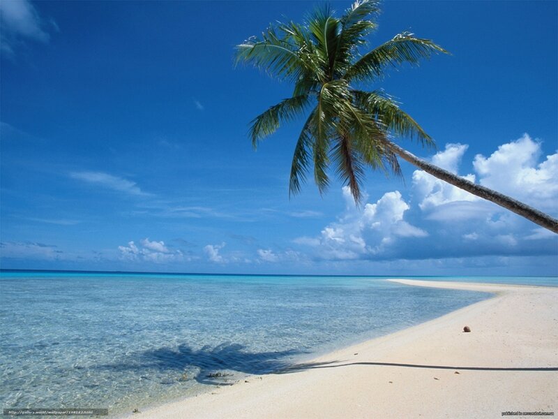 Palm Tree on Tropical Beach — Blue, Serene