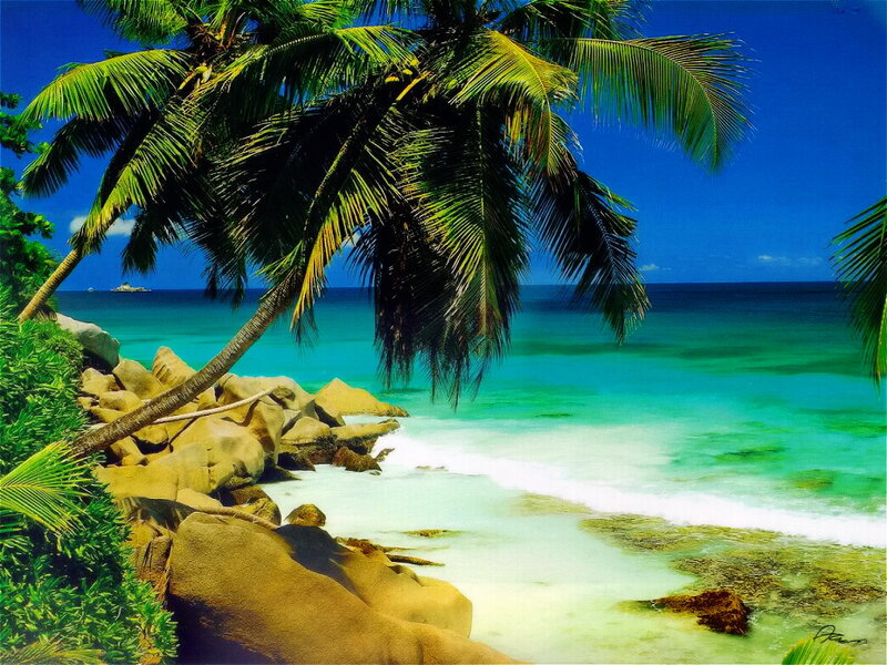 Palm Tree on Tropical Beach — Blue