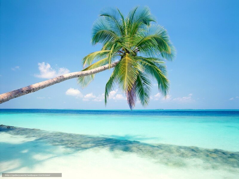 Palm tree on tropical beach