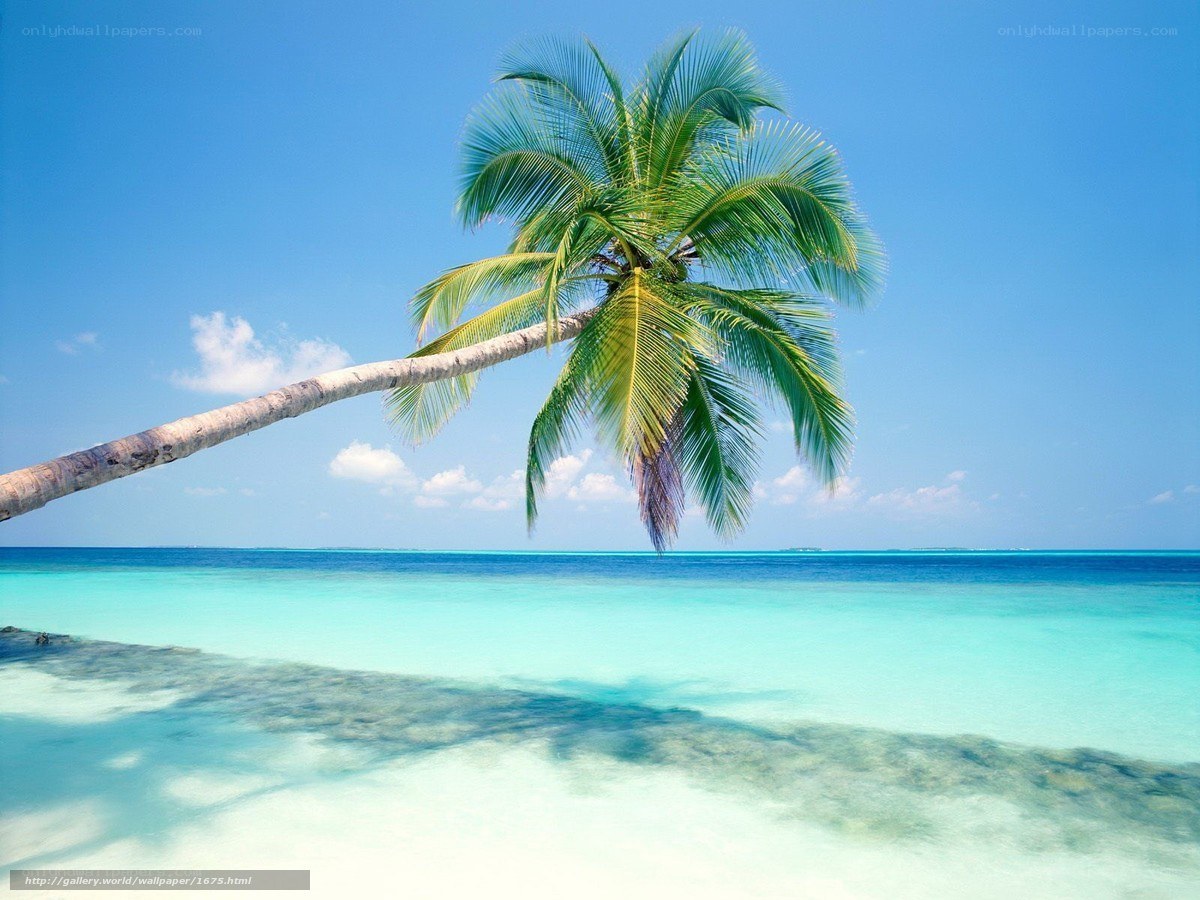 Palm tree on tropical beach