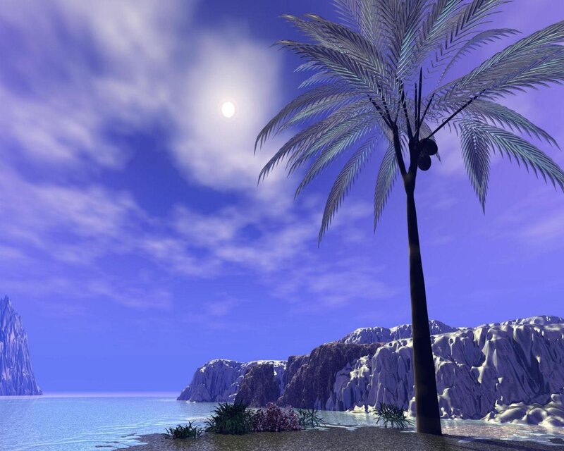 palm tree on tropical island