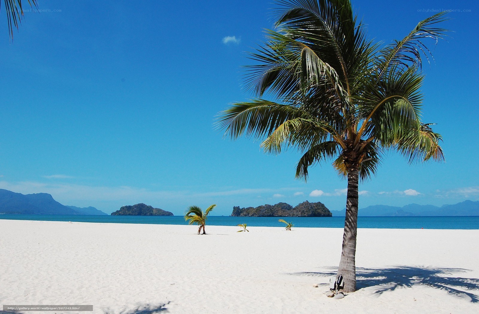 Palm tree on white sand beach