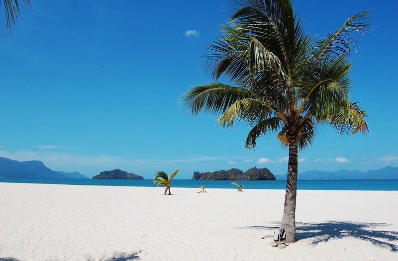 Palm tree on white sand beach