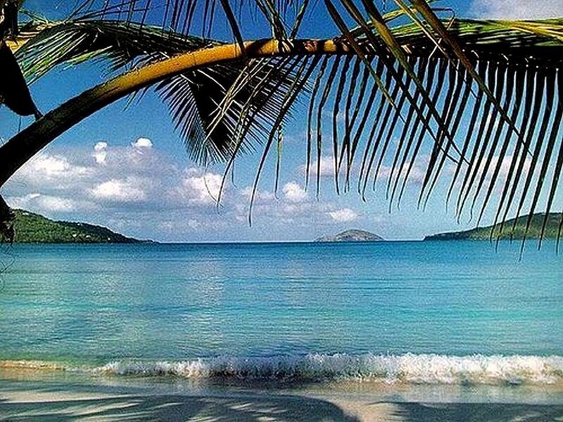 Palm Tree over Beach