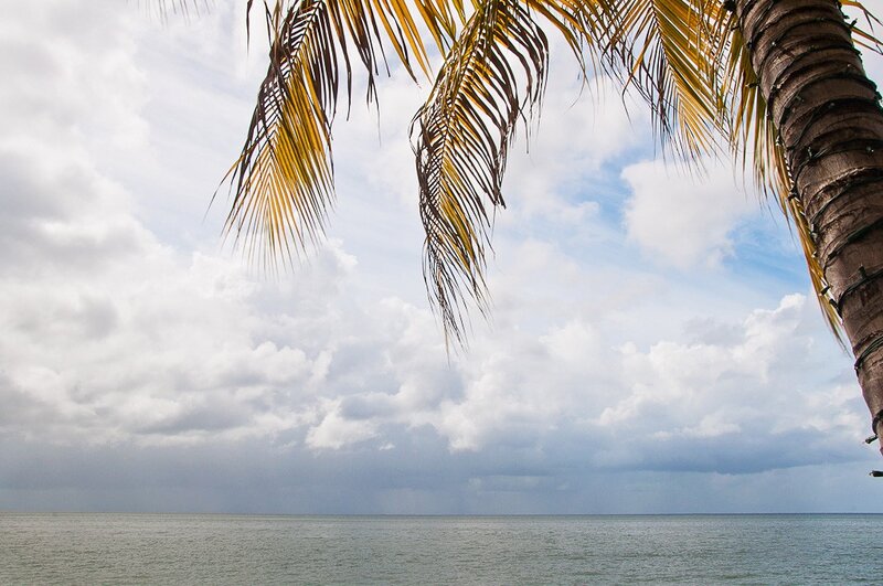Palm tree over the ocean