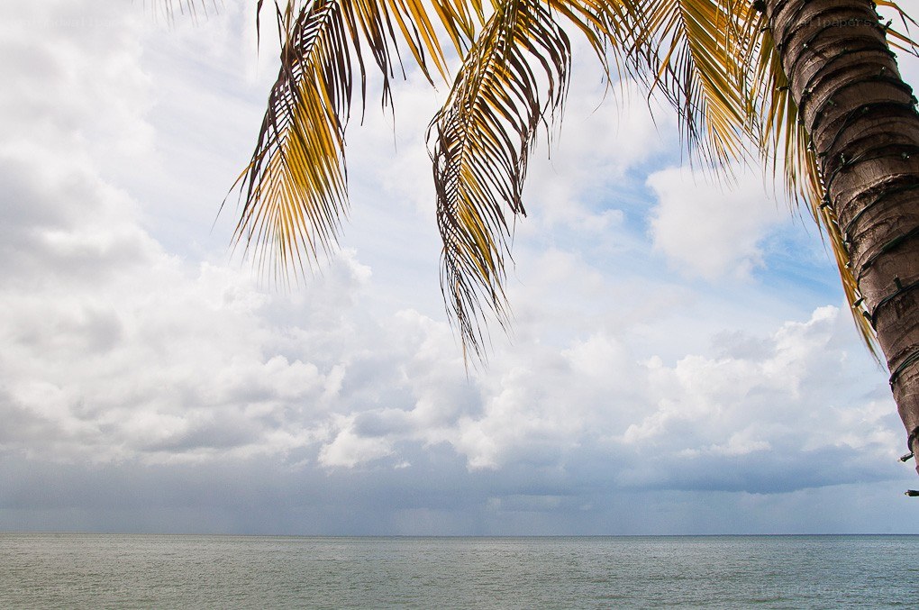 Palm tree over the ocean