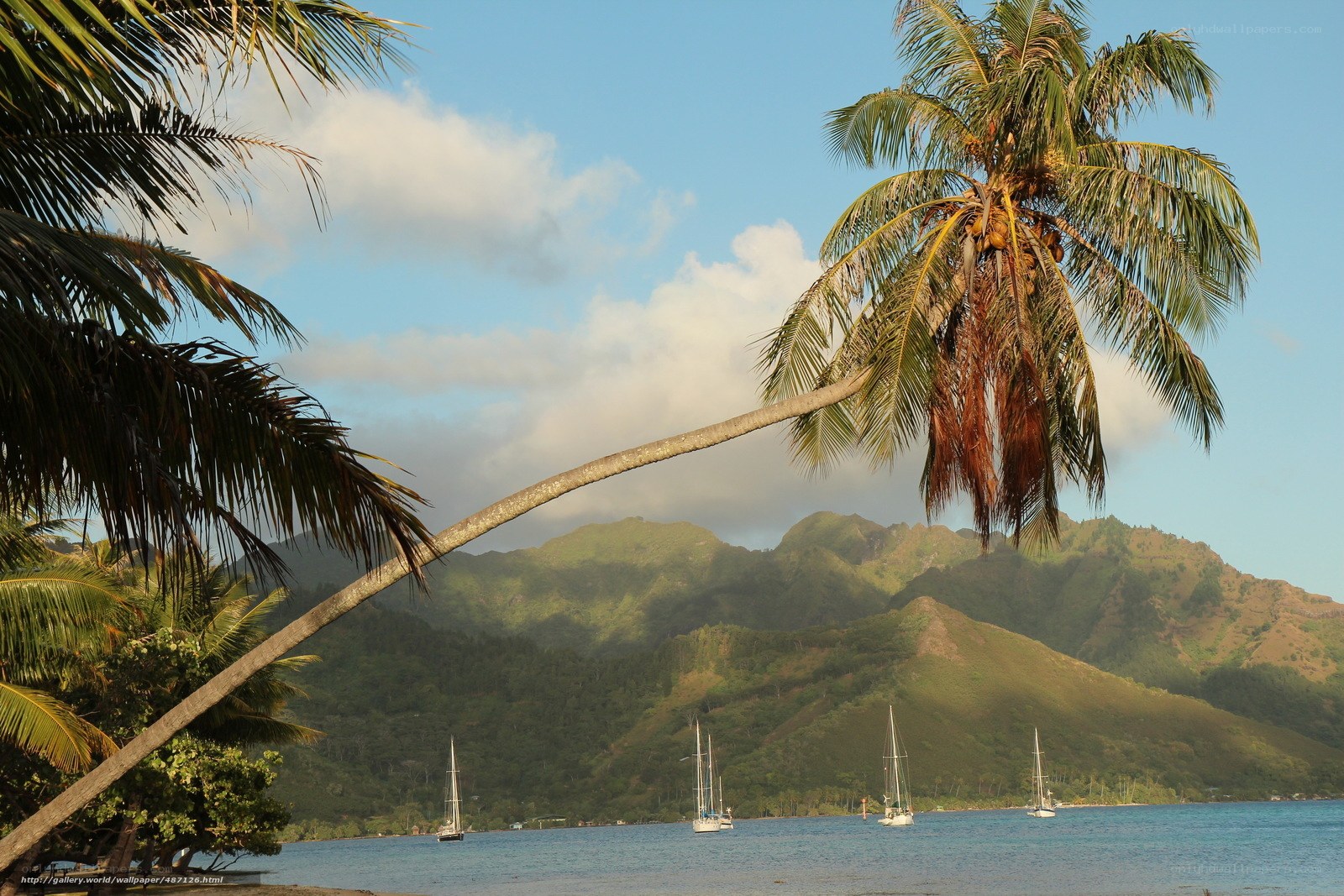 Palm tree over tropical bay