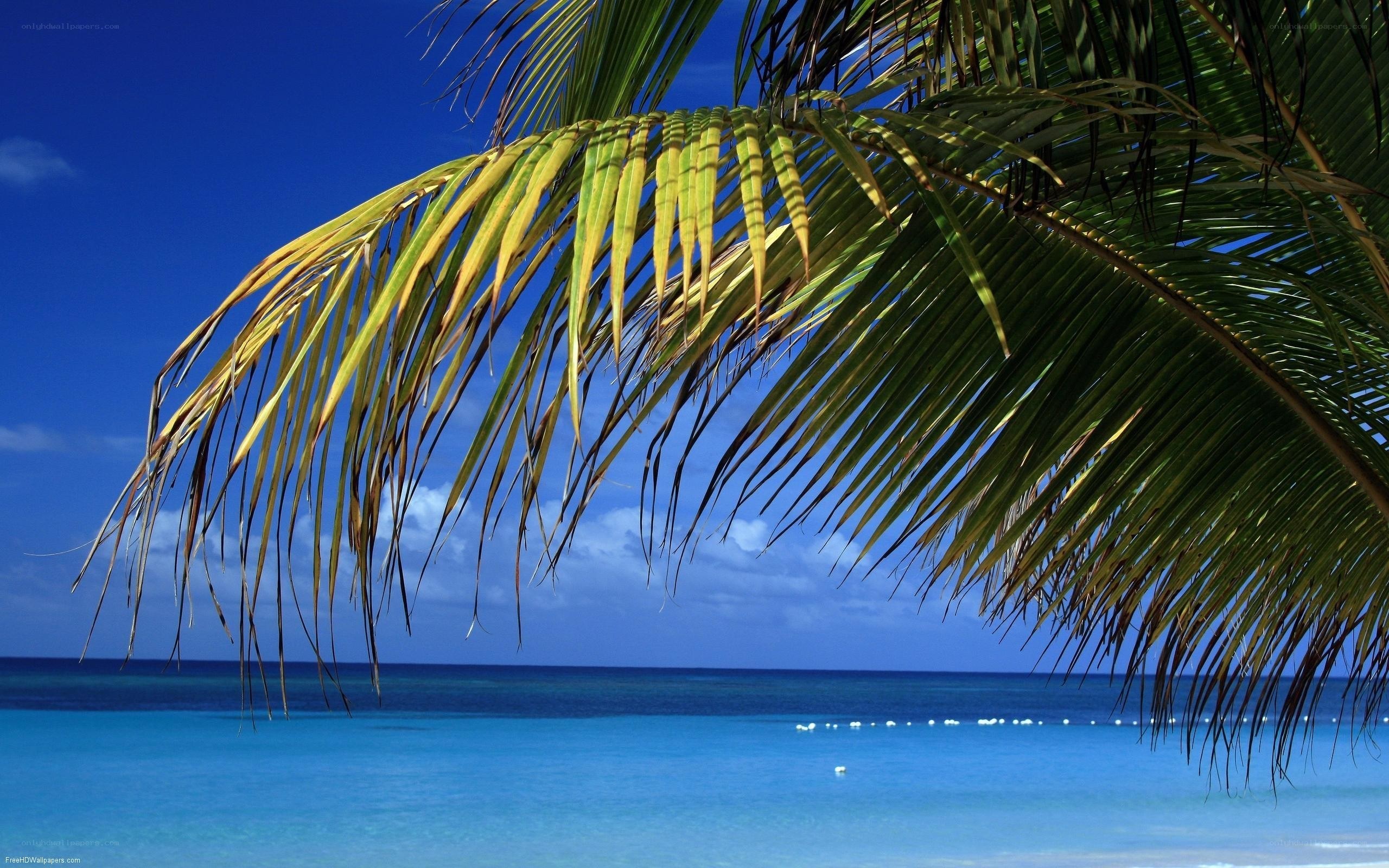 Palm tree over tropical beach
