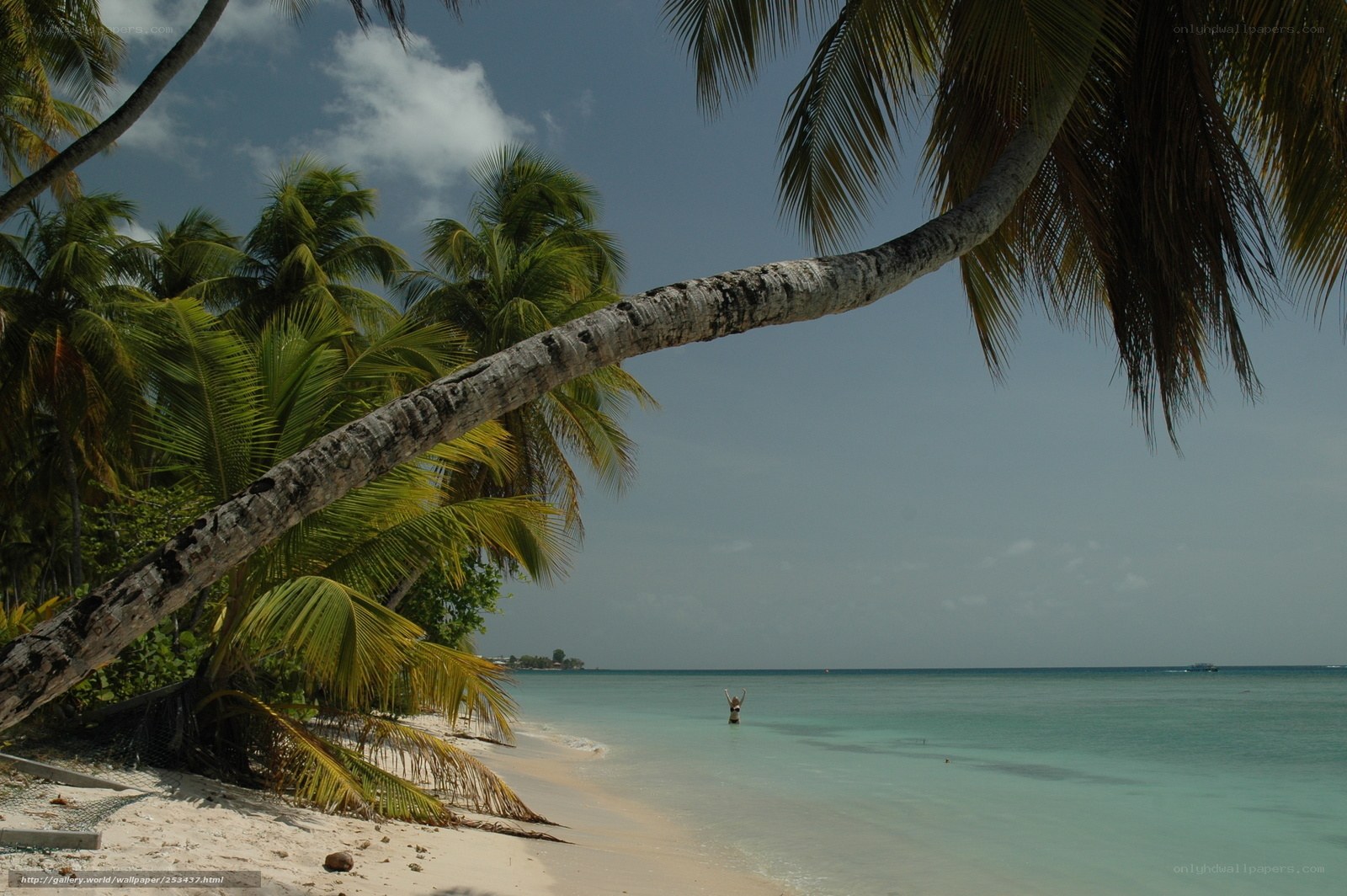 Palm tree over tropical beach