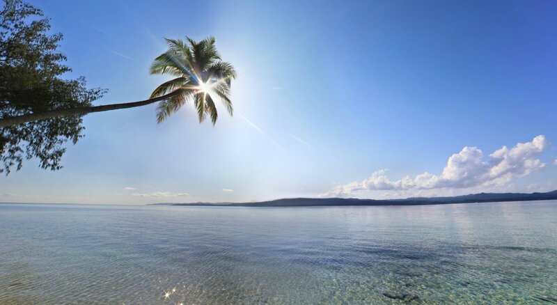 Palm Tree over Water