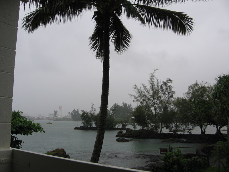 Palm tree overlooking a bay