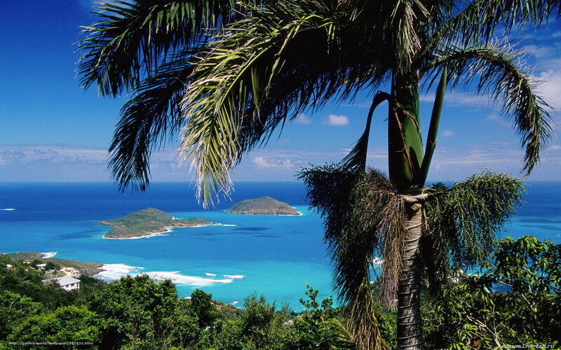 Palm Tree Overlooking Ocean — Blue, Serene, Afternoon