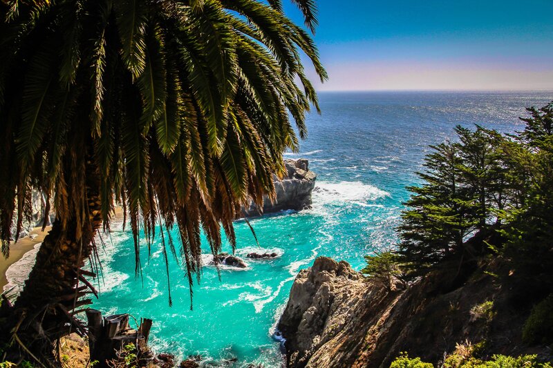 Palm Tree Overlooking Ocean — Blue, Serene