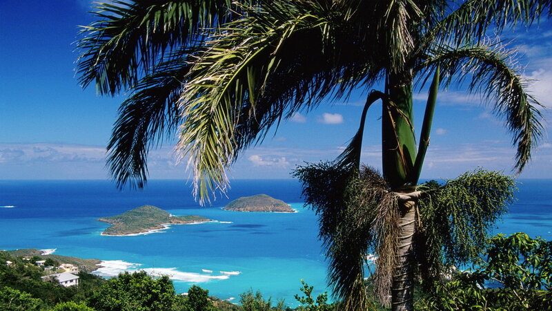 Palm Tree Overlooking Ocean