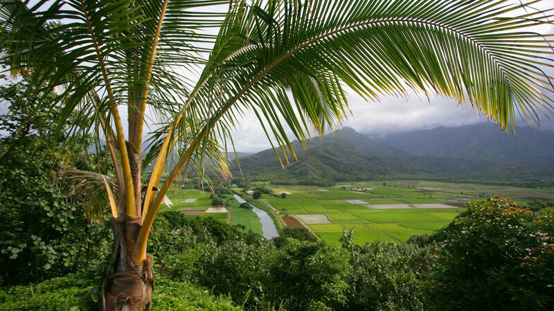 Palm tree overlooking rice fields