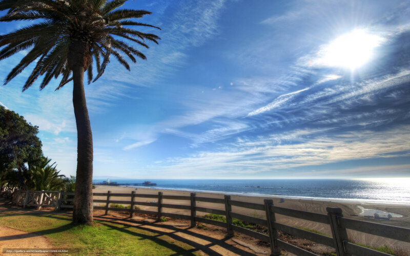Palm tree overlooking the beach