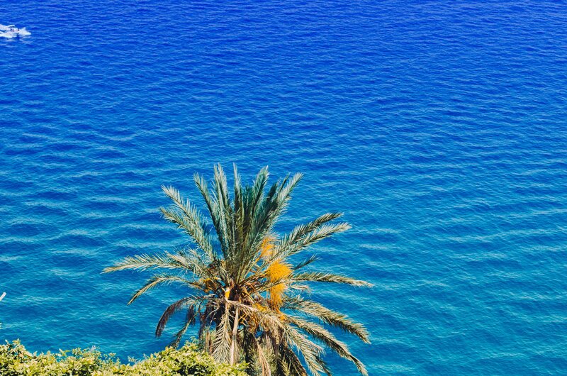 Palm tree overlooking the sea