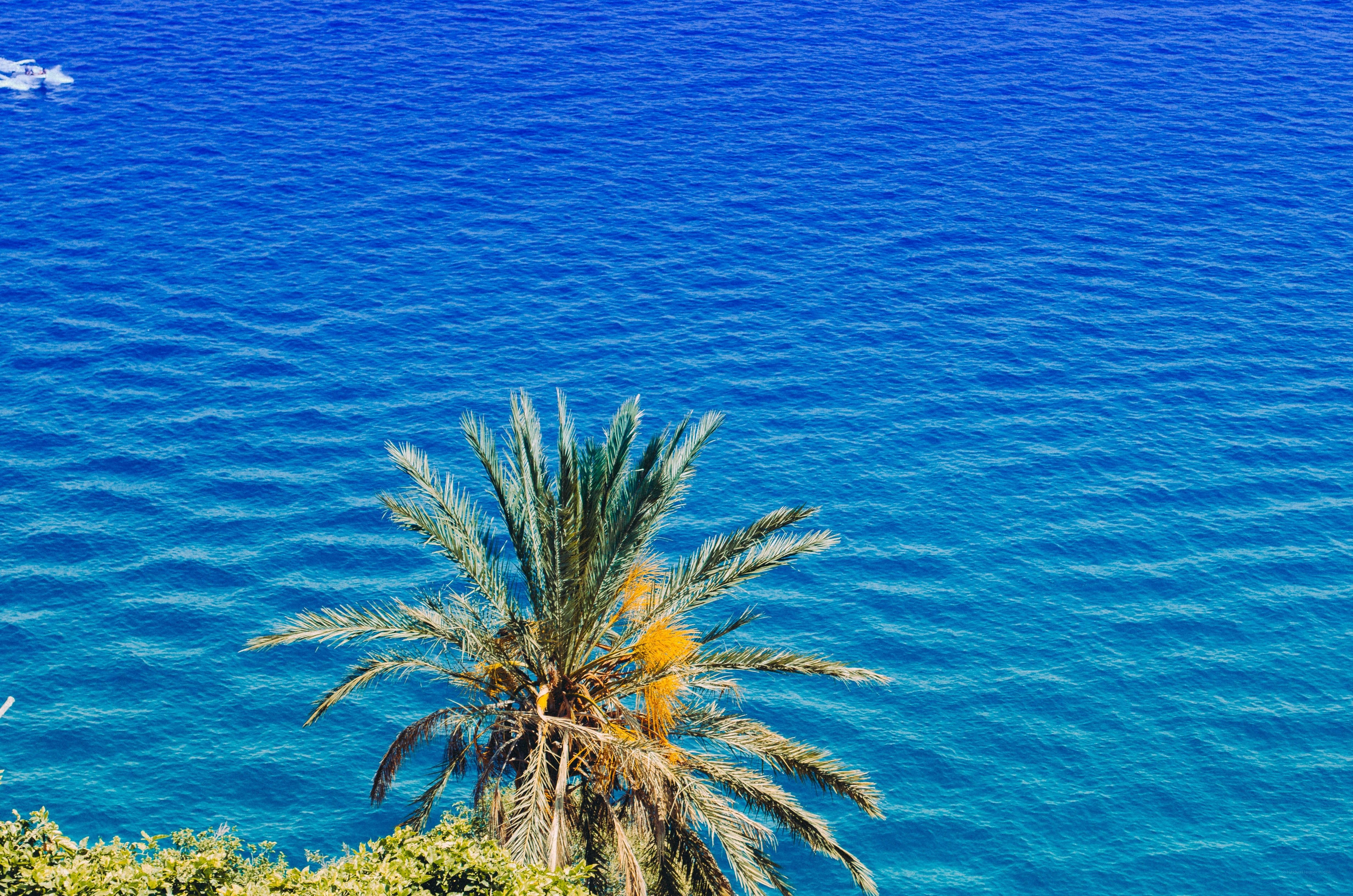 Palm tree overlooking the sea