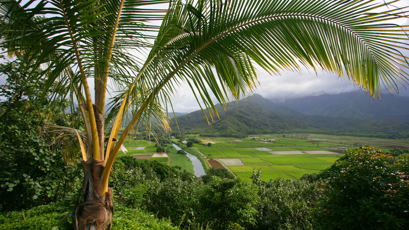 Palm Tree Overlooking Valley