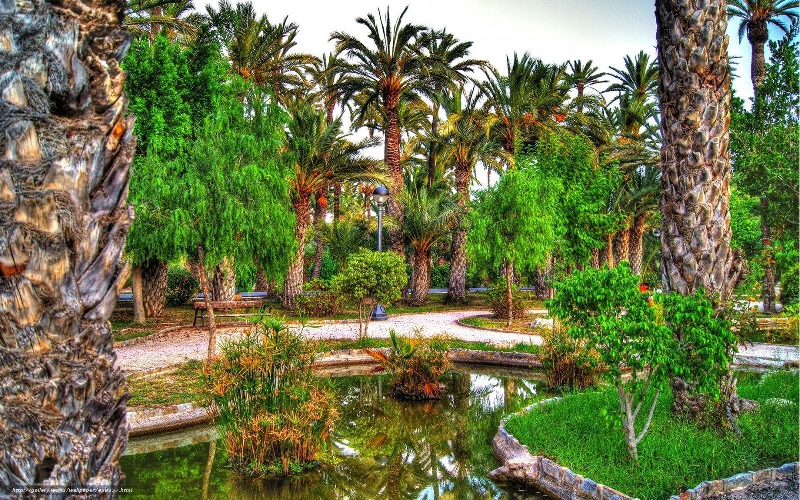 Palm tree park with pond