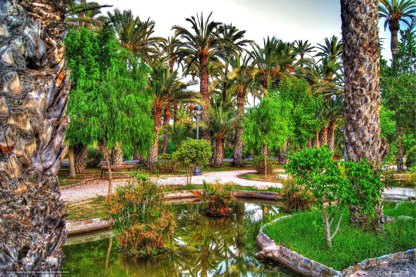 Palm tree park with pond