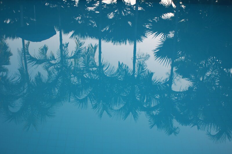 Palm Tree Reflections