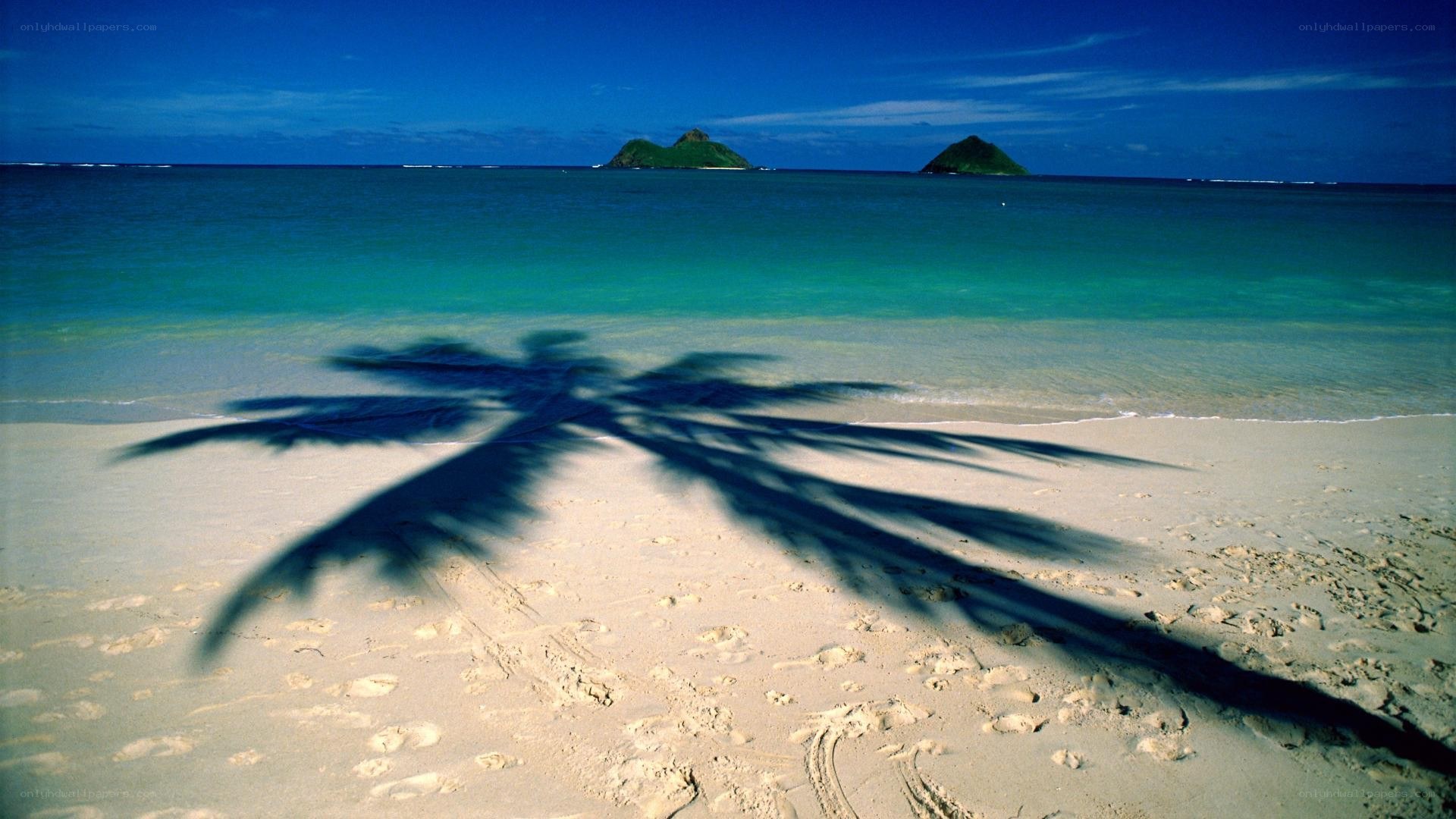 Palm tree shadow on a tropical beach