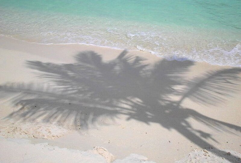 palm tree shadow on beach