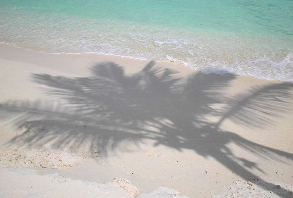 palm tree shadow on beach
