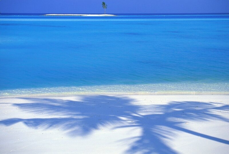 Palm Tree Shadow on Beach — Blue, Serene, Afternoon, Photograph, Ocean, Island, Palm Tree
