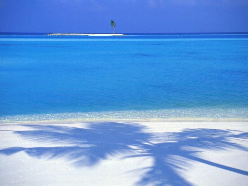 Palm Tree Shadow on Beach — Blue, Serene, Afternoon, Photograph, Ocean, Island