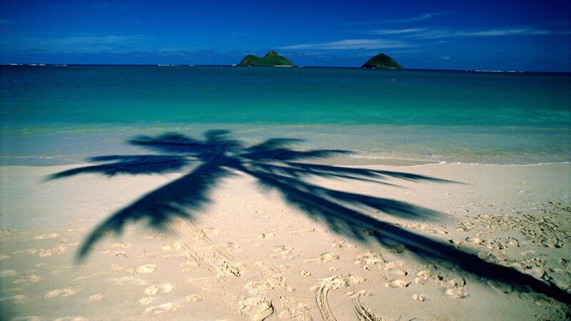 Palm Tree Shadow on Beach — Blue, Serene, Afternoon, Photograph, Ocean, Islands, Green