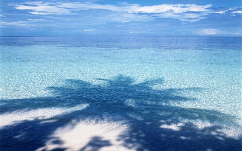 Palm Tree Shadow on Beach — Blue, Serene, Afternoon, Photograph, Ocean
