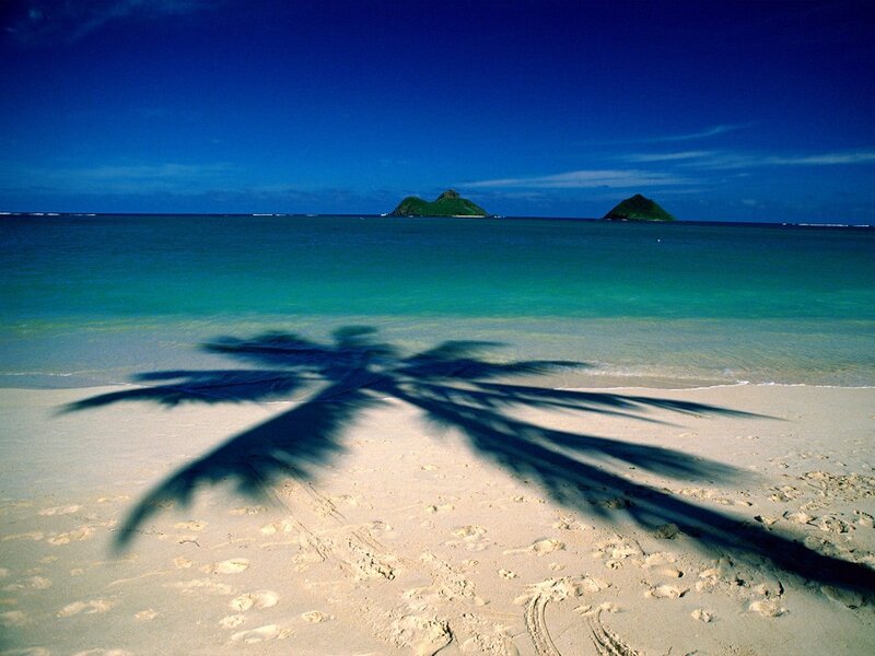 Palm Tree Shadow on Beach — Blue, Serene, Afternoon