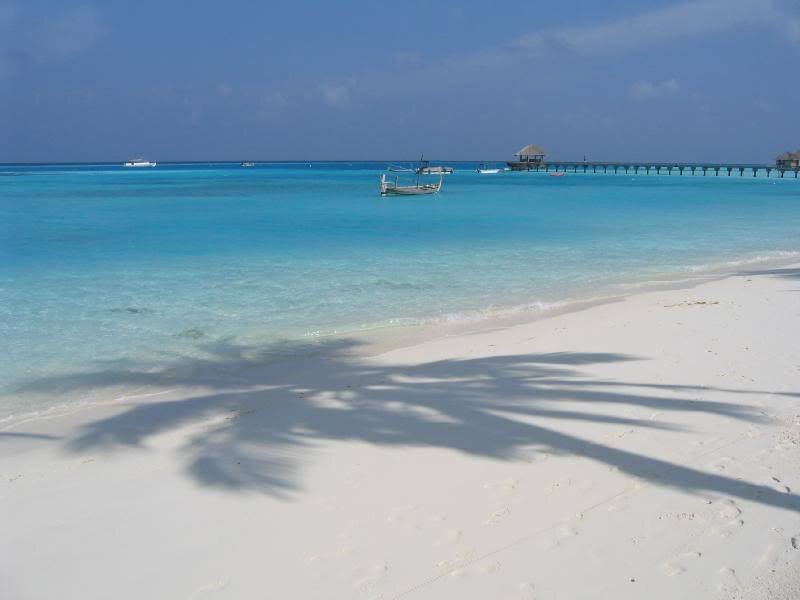 Palm Tree Shadow on Beach — White