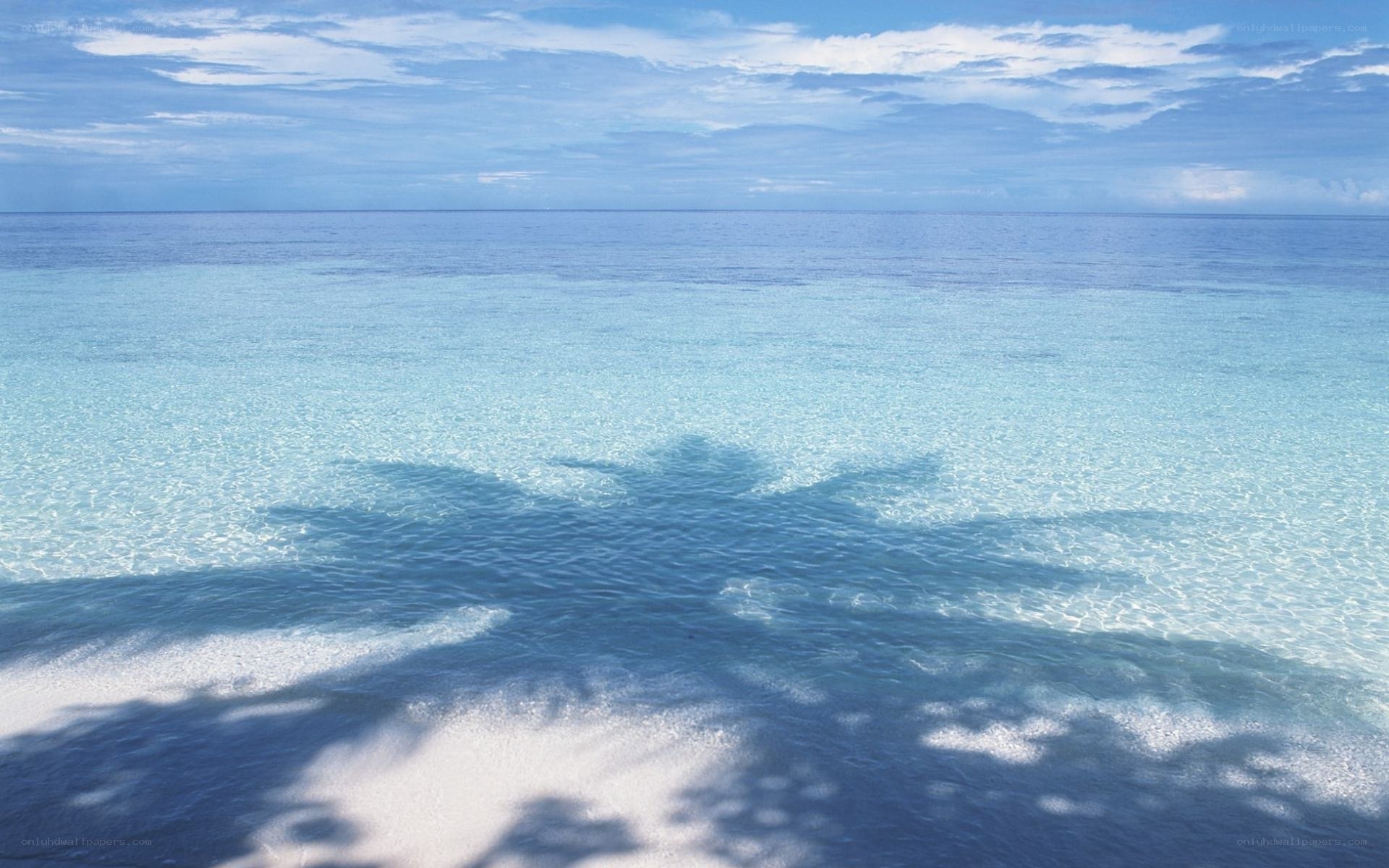 Palm tree shadow on clear water