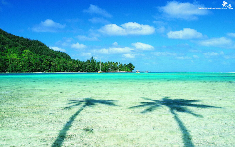 Palm Tree Shadows on Beach — Blue