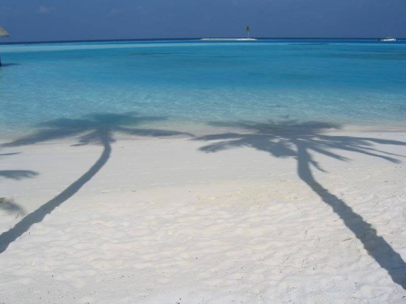 Palm Tree Shadows on Beach