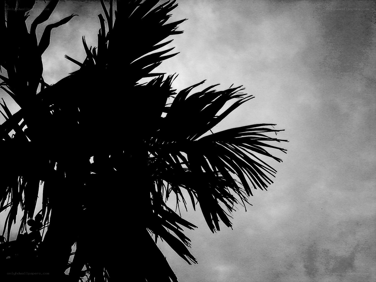 Palm tree silhouette against sky