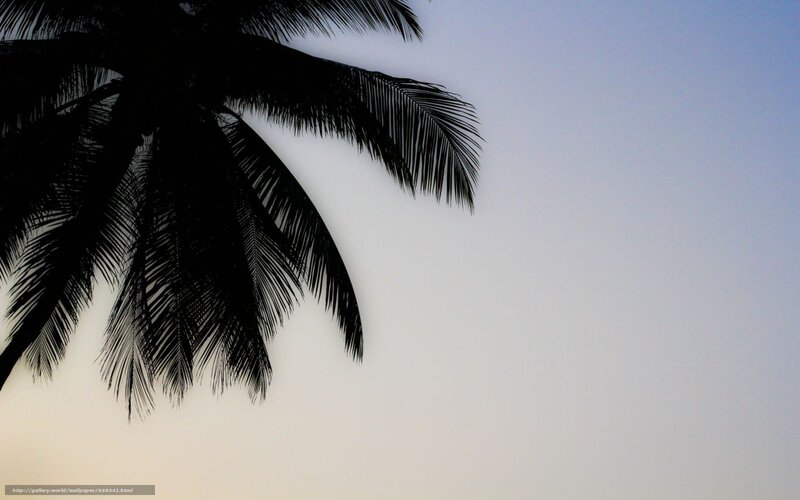palm tree silhouette at dusk