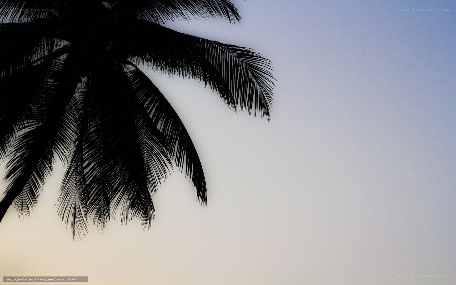 palm tree silhouette at dusk
